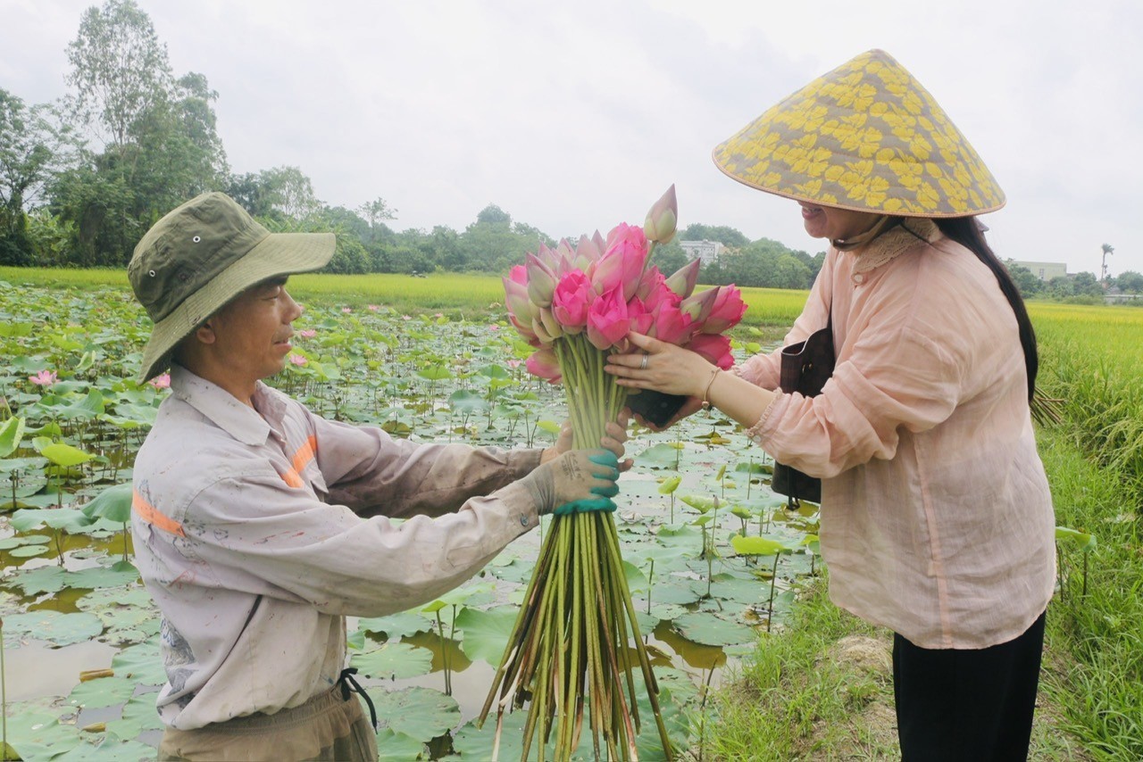 Sự kiện - Tháng Năm trên quê Bác toả ngát hương sen (Hình 10).