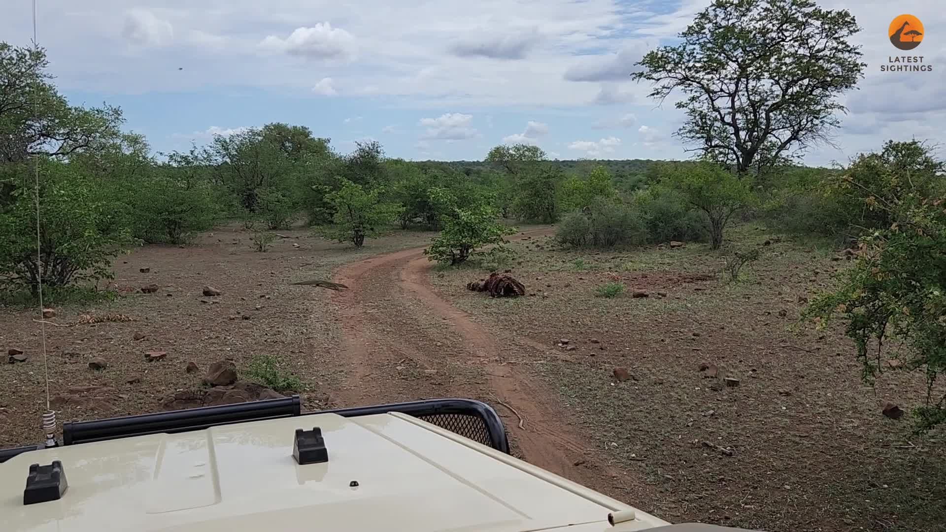 lizard-protects-zebra-meal-by-slapping-hyena-in-the-face-with-its-tail-1732066919.mp4