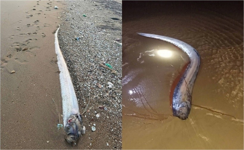 Cá mái chèo liên tục chết tấp vào bờ biển Lâm Đồng trong thời gian gần đây. (Ảnh: Người lao động, Dân Việt)