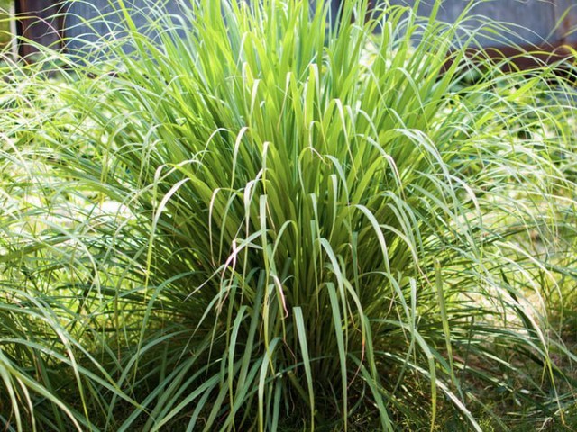 4 loại cây đuổi rắn trấn trạch, hút tài lộc cho gia chủ năm 2026 - Ảnh 2.