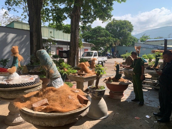 Hạt Kiểm lâm Côn Đảo xử phạt 42 cây mai vàng không rõ nguồn gốc - Ảnh 1. Hạt Kiểm lâm Côn Đảo xử phạt 42 cây mai vàng không rõ nguồn gốc - Ảnh 1.