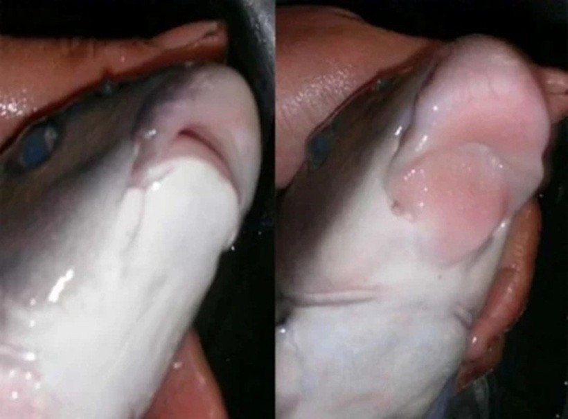 Điểm ấn tượng nhất của cá đầm xanh là cái miệng rất dày và trề ra, trông khá 