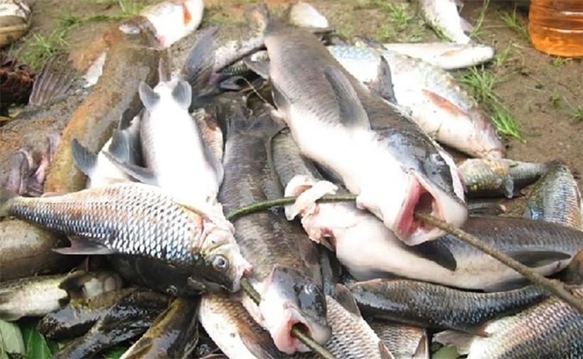 Cá dầm xanh được đánh bắt ngoài tự nhiên.