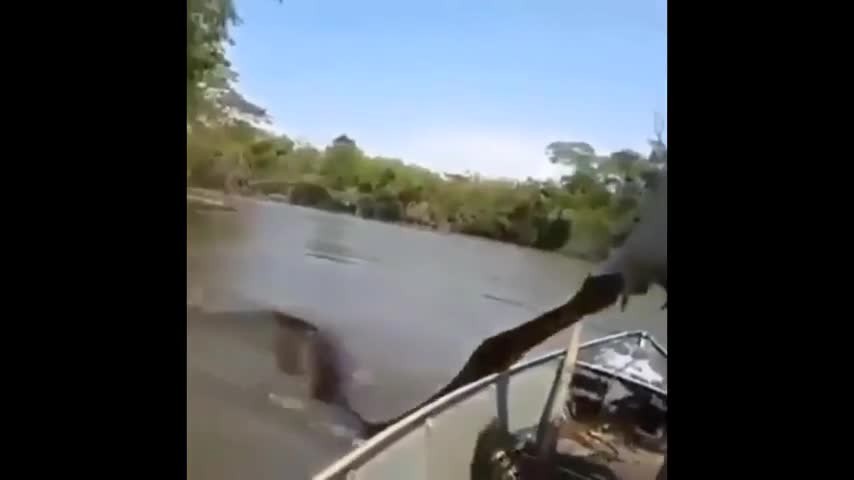 bat-tran-anaconda-1775798519.mp4