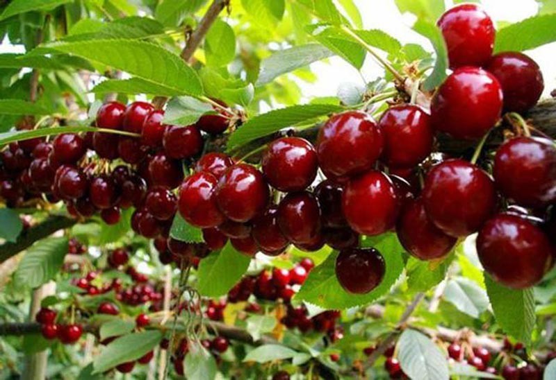 cay-cherry-1775893072.jpg
