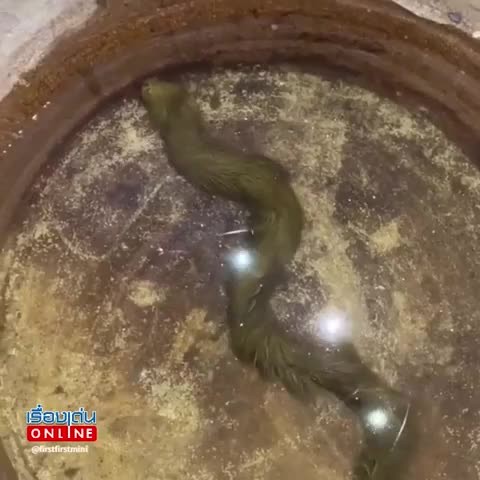 lo-clip-sinh-vat-la-phu-kin-long-xanh-reu-boi-mem-nhu-dai-lua-duoi-nuoc-chuyen-gia-lap-tuc-kiem-tra-1776071186.mp4