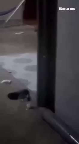 phan-no-clip-nguoi-cha-loi-con-nho-ra-danh-toi-tap-giua-khu-dan-cu-tphcm-1776342074.mp4