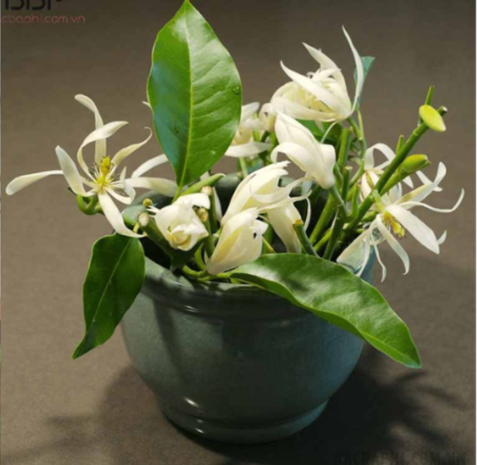 hoa-ngoc-lan-1777480070.png