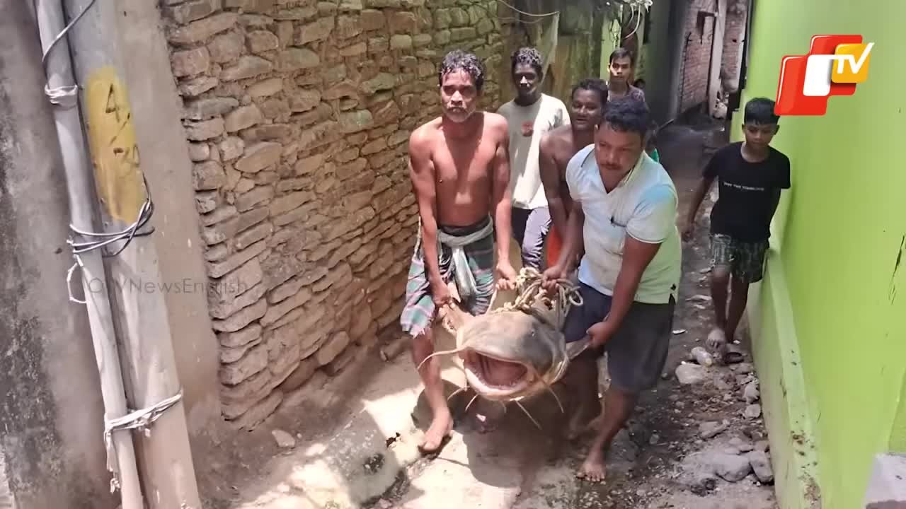 ngu-dan-bat-duoc-con-ca-khong-lo-nang-100-kg-dai-18-met-tren-song-1778488986.mp4