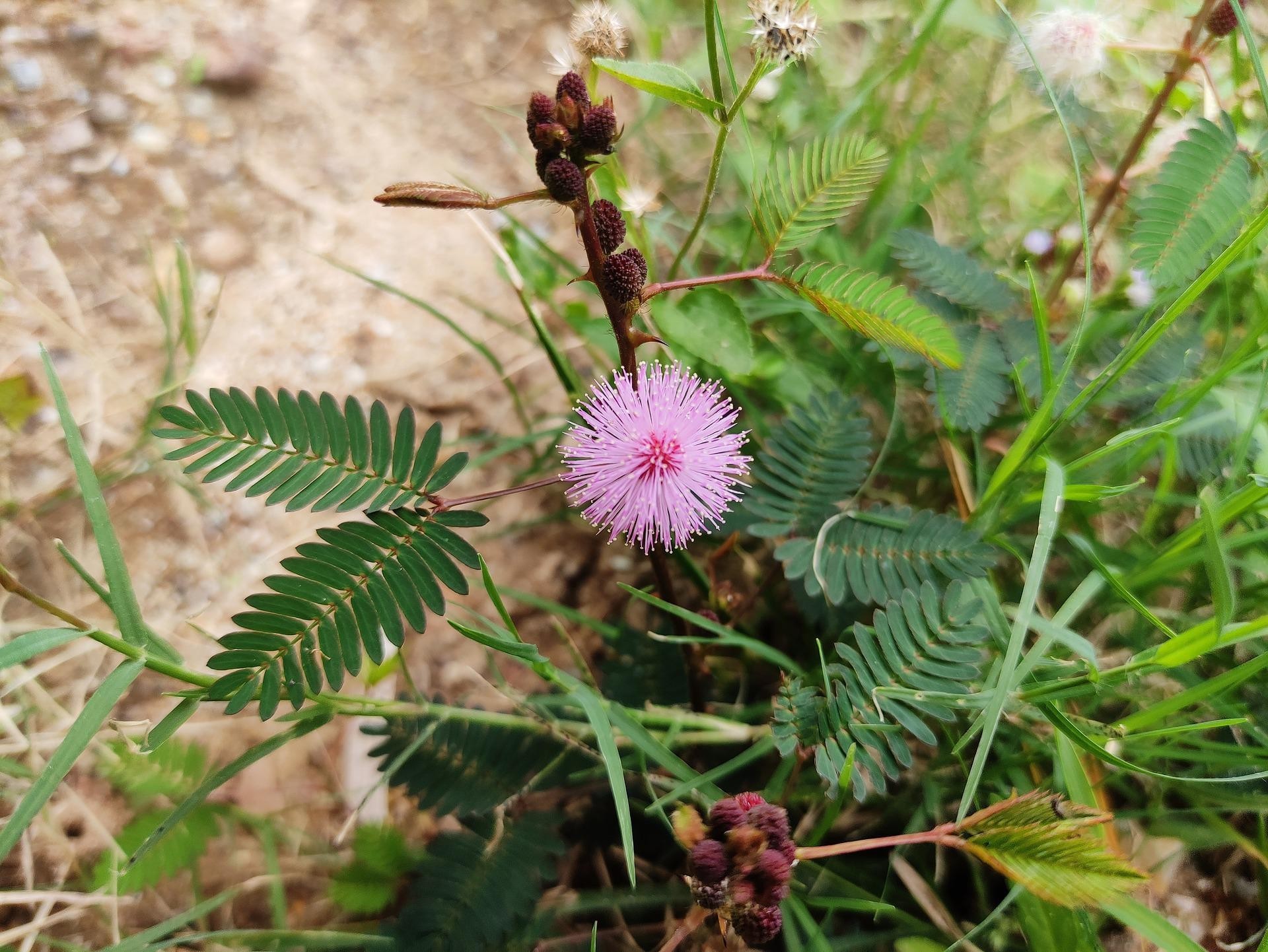 chui-mui-touch-me-not-flower-16849127056021426957688-1781584930.webp