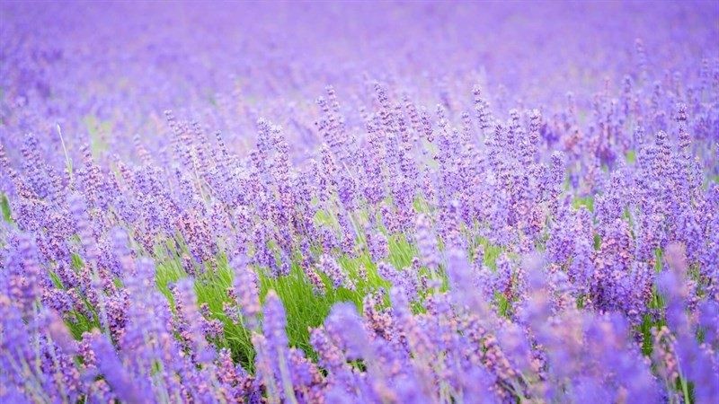 y-nghia-cua-hoa-lavender-100-hinh-nen-anh-hoa-oai-huong-may-tinh-15-1788593831.jpg