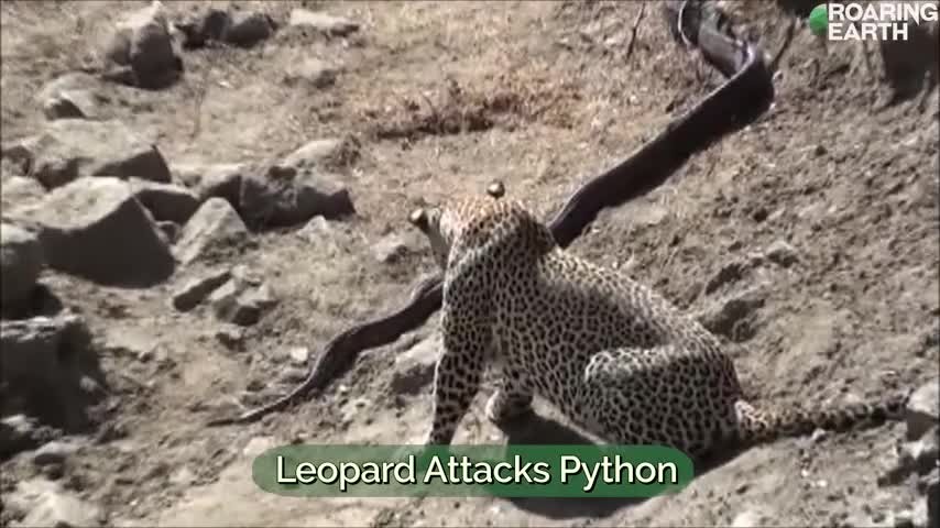 tran-da-chau-phi-bo-mang-khi-doi-dau-bao-hoa-mai-video-roaring-earth-1-1792979751.mp4