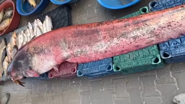 ca-tre-150kg-1777453715778462690726-1777605003.webp