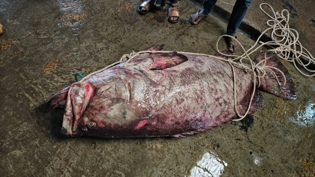 ca-khong-lo-17791785473762092768924-1779231883.png