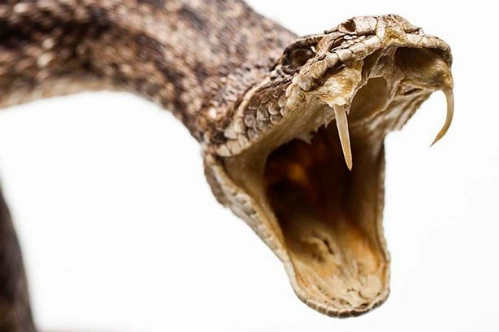 snake-8551-1442026387-1791244348.png