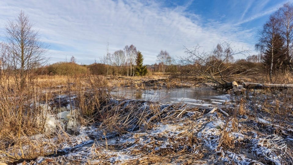 beaver-dam-1739024060.jpg