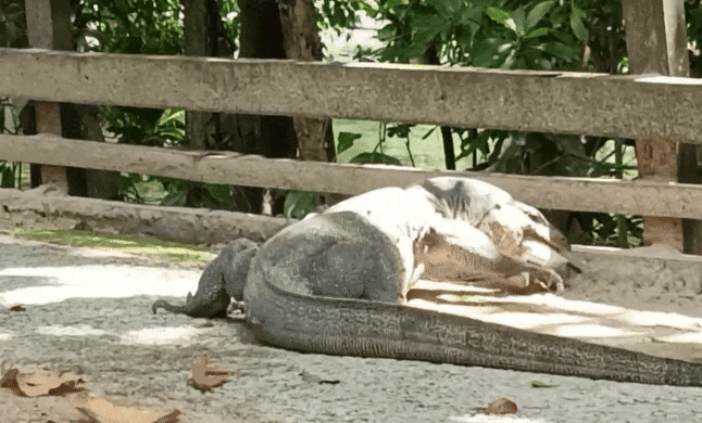 lizard-catfish-gif-2-1740991046.gif