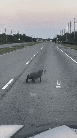 ezgif-2e70f8588c19e5-tailless-alligator-spotted-on-us-road-passerby-misidentifies-it-as-big-dog-1748401412.gif