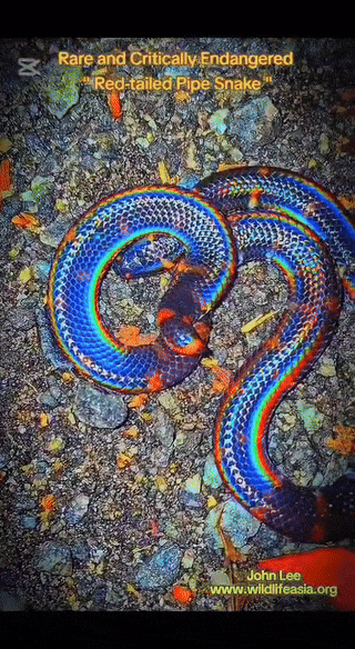 snake-calm-man-spots-rare-red-tailed-pipe-snake-in-s-pore-forest-reptile-stays-calm-as-he-films-it-1748877139.gif