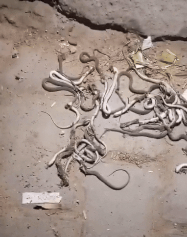 50-snakes-villagers-in-india-kill-over-50-snakes-found-in-farmer-s-home-officials-say-they-re-protected-species-1749027126.gif