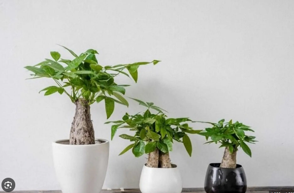 1778430723-screenshot-2026-05-07-5883-width597height392-1779100223.png