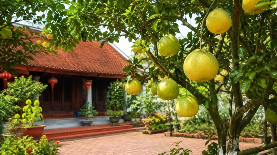 vi-sao-trong-cay-buoi-trong-nha-phunutoday-0536-1780638990.jpg