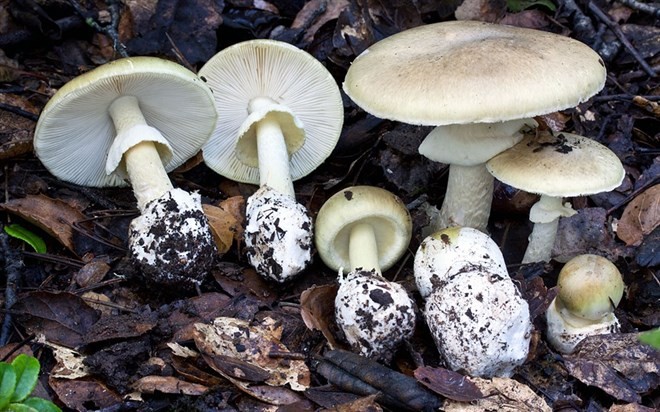 14-amanita-verna-1781777798.jpg