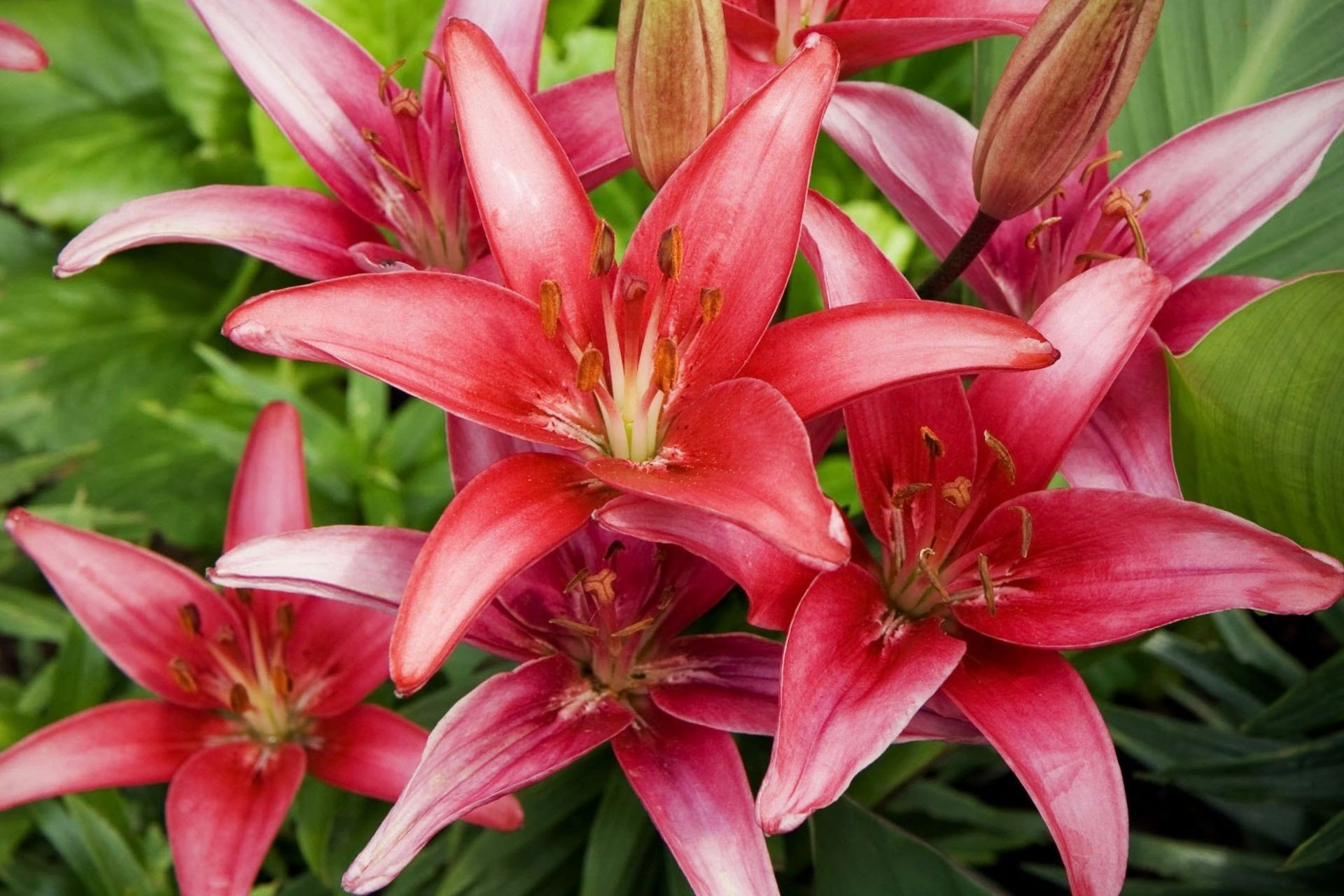 red-lily-3-1781917309.jpg