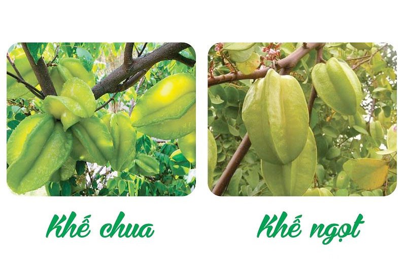 cach-phan-biet-khe-chua-va-khe-ngot-1782746259.jpg
