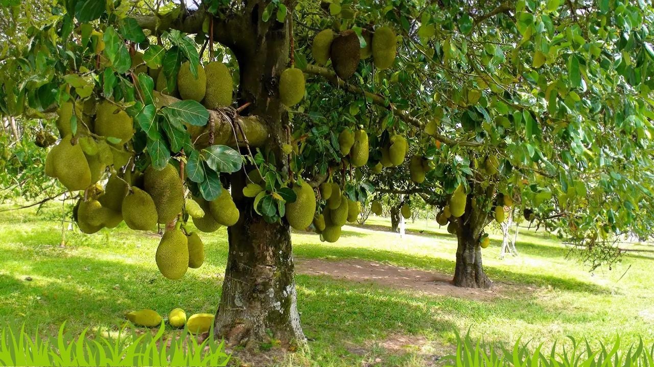 trong-cay-mit-truoc-nha-co-tot-ve-phong-thuy-khong-tai-sao-nguoi-xua-lai-kieng-ky-cay-mit-062042-1783678808.jpg