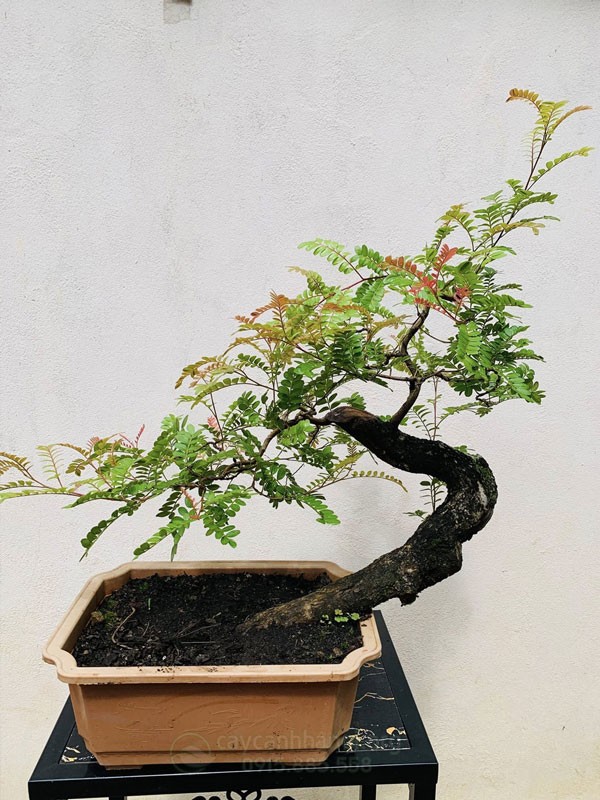 cay-thanh-huong-co-thu-1784510511.jpg