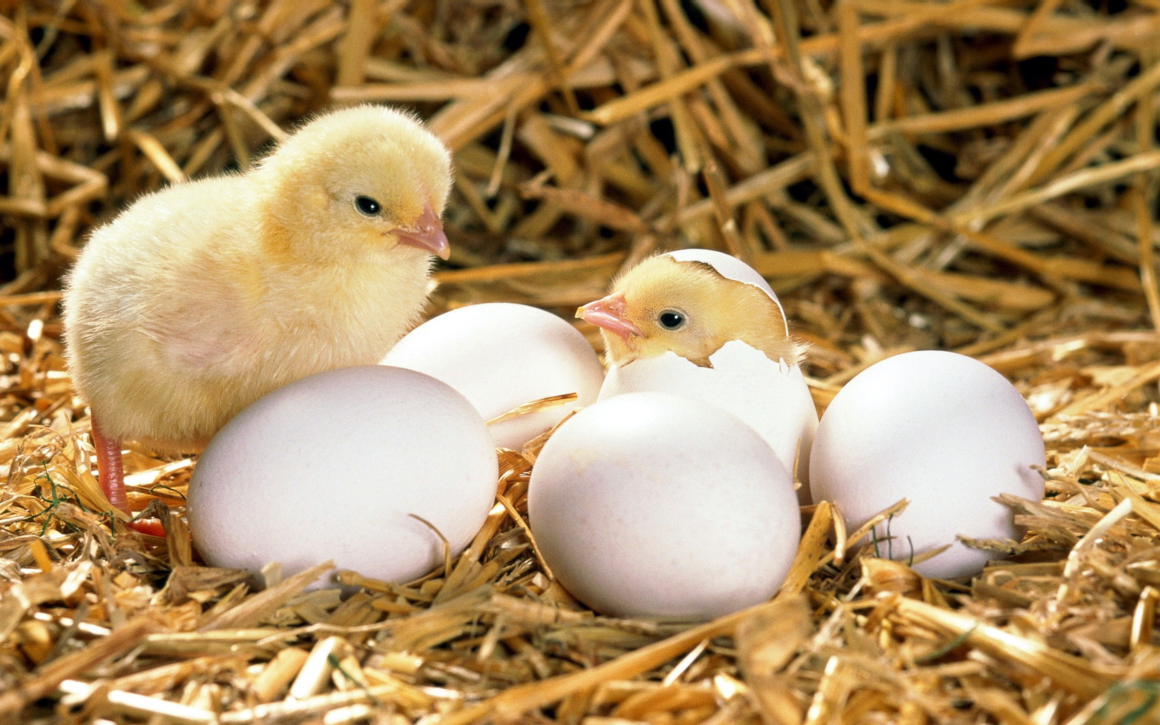 chicken-eggs-shell-hatched-hay-56420-3840x2400-1474964569783-1784814228.jpg