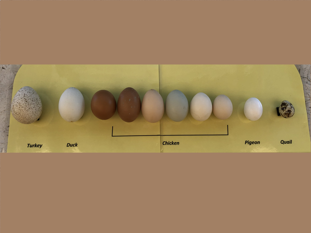 eggsforwebsite-1775120647311190624355-1784814152.png