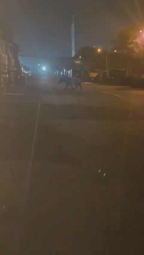 quai-thu-3-17700907239011720065931-1785983033.gif