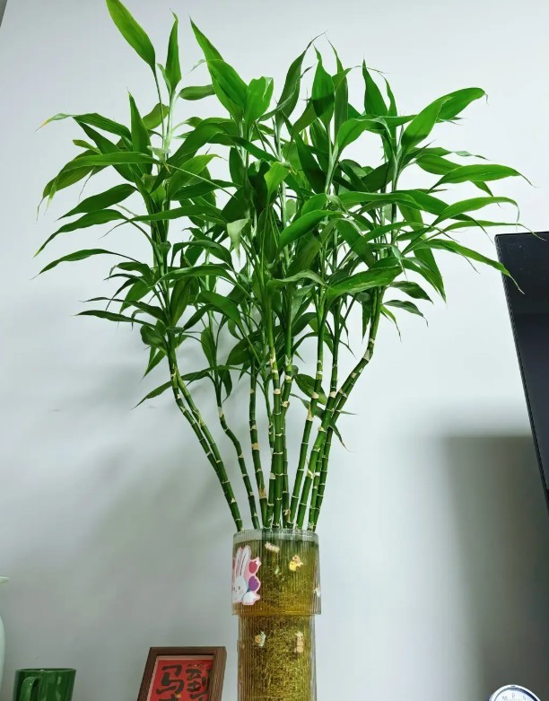 truc-phat-tai-3-1786418422.jpg