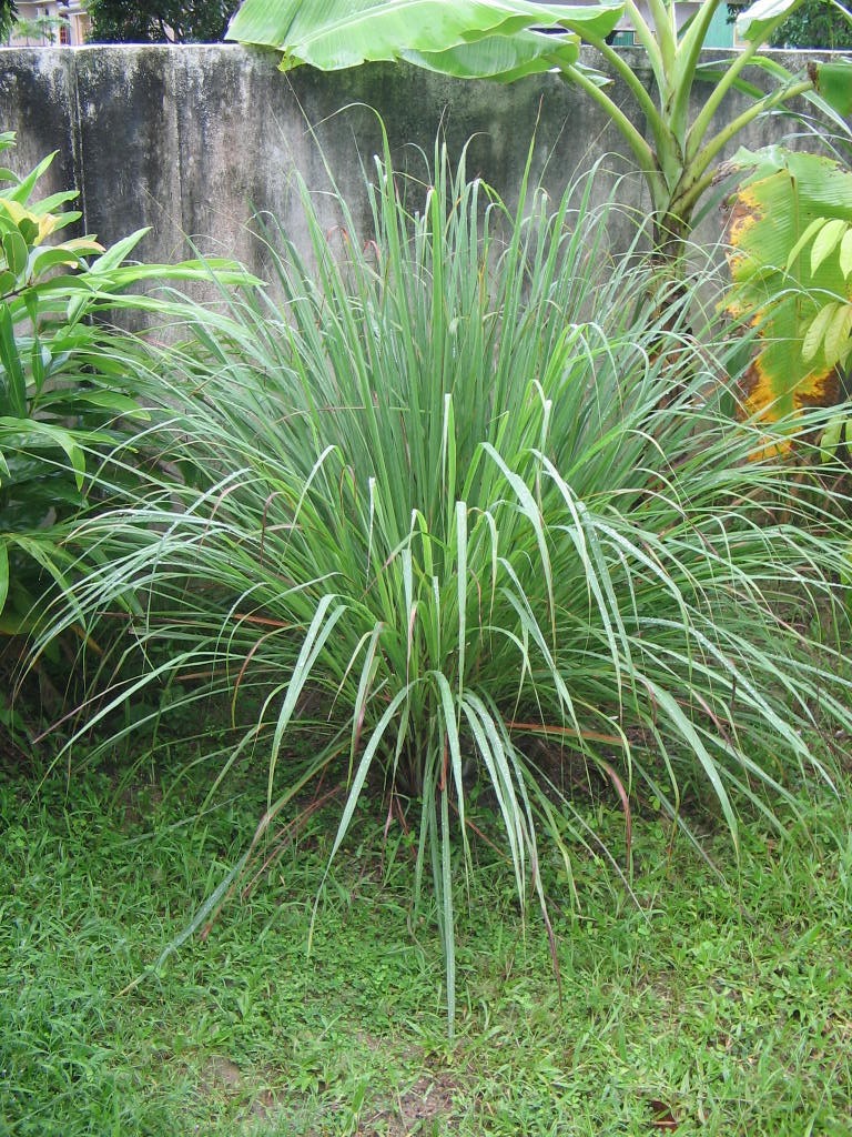 yosrinov04pokok-serai-1787701023.jpg