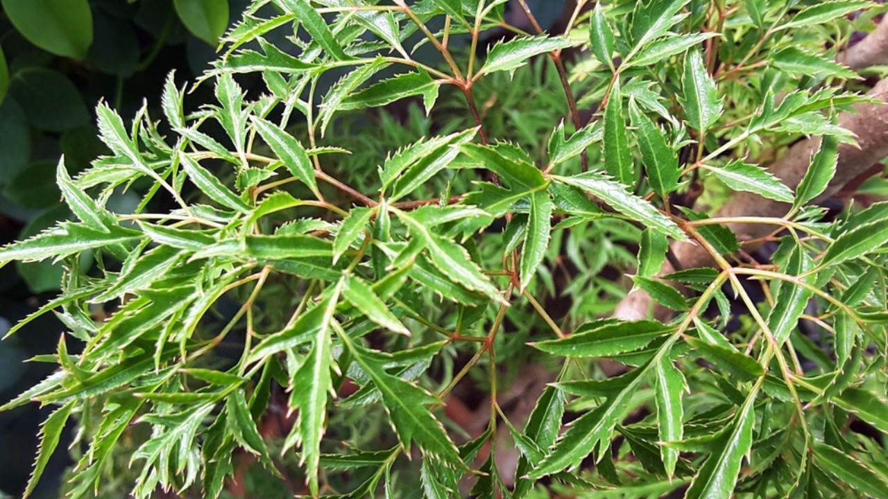 dinh-lang-1788764818.jpg