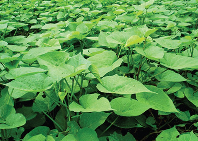 rau-khoai-lang-1790837889.png