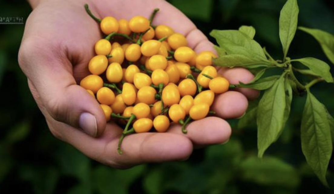 ot-aji-charapita-3-1790911811.png