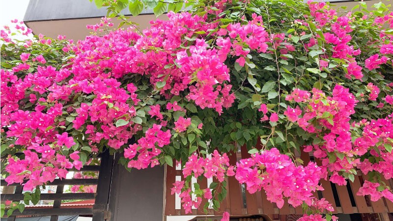 cay-hoa-giay-1791190722.jpg