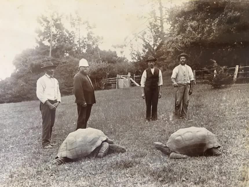 jonathan-left-arrived-in-st-helena-in-1882-photographer-a-l-innes-image-in-the-public-domain-17917919061662144582162-1791798447743-17917984485841488902798-1791848723.jpg