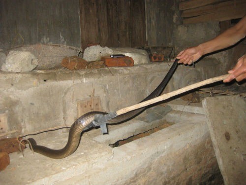 cach-duoi-ran-ra-khoi-nha-rulk-17685413000931945643855-1792634304.jpg