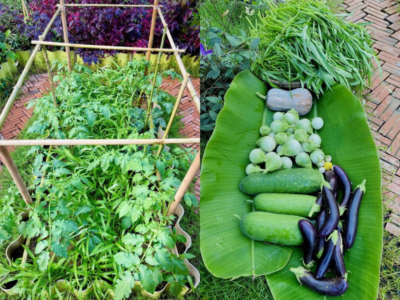 amp;#34;Bỏ phố về quêamp;#34;, chàng trai 9X Vĩnh Long chi 100 triệu làm nhà vườn 600m2 đẹp mê trồng đủ thứ rau củ, có cả ao cá - 7