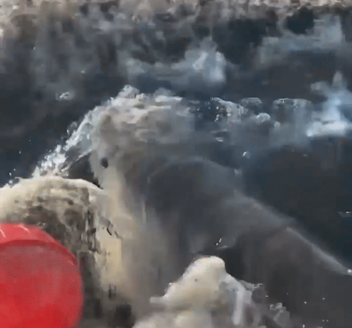 photo-1740452583501-1740452583726441744697-1740507499.gif