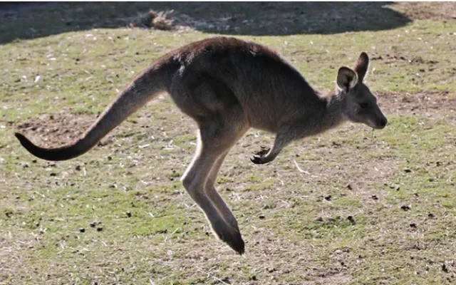 kangaroo-tan-cong-1747103281.jpg