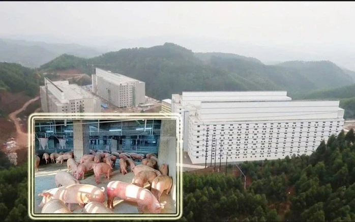 chung-cu-nuoi-heo-1753931759095990983555-1753947758.webp