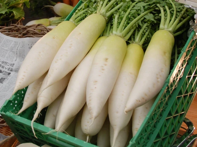 daikon2cnaraprefecture2cjapan-1766159466182-1766159466478679365794-1766563995.webp