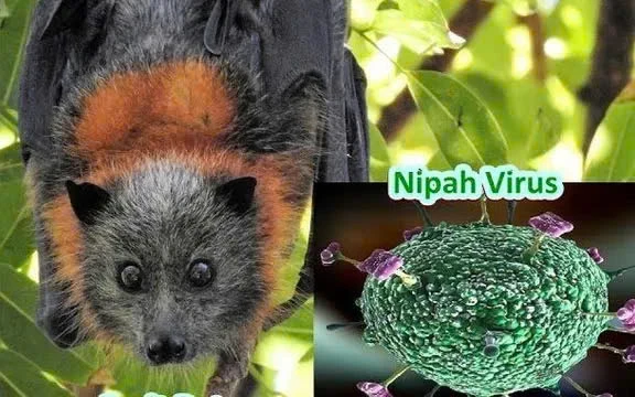 virus-nipah-1453-7058jpg-1769475499.webp
