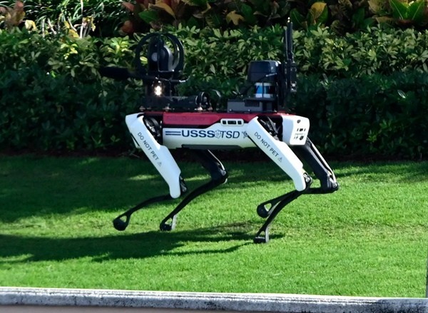 dog-7063-1731296065.jpg