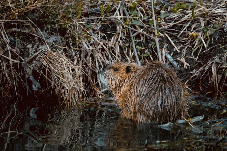 beaver-dam2-1739023991.jpg